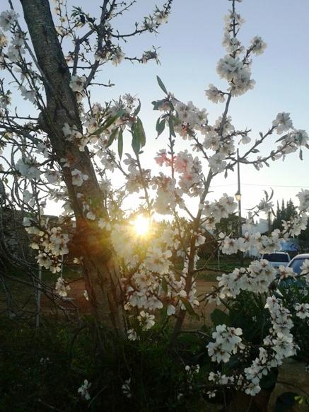 IMATGES CURIOSES: ametler en flor i rajos de sol