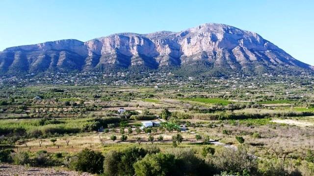 IMATGES CURIOSES: EL PARE MONTGÓ PRIMAVERAL, colors i natura a la par (foto A. Monfort)