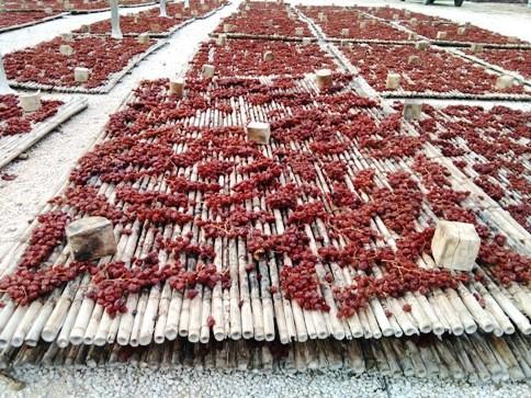 COSTUMS AGRÍCOLES: ELS ÚLTIMS ESCALDONS DE SETEMBRE