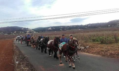 IMATGES DE FESTA: Nombroses cavalleries i carreters de Gata al Sant Antoni de Llíber