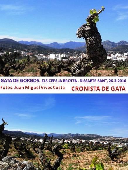 IMATGE CURIOSA: ja broten els ceps; estem en primavera