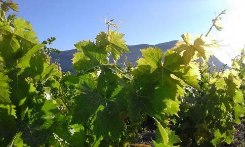 IMATGES CURIOSES: pàmpols i raïm (Costeres de Gata), verdor primaveral