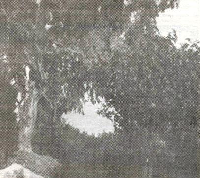 DIARI GATER DE 30 ANYS (1987-2016) -11 a 14 d'agost, 1988-