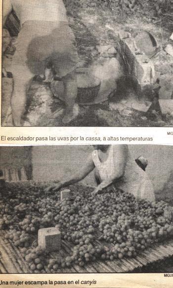 DIARI GATER DE 30 ANYS (1987-2016) -26 d'agost, 1988- (costum agrícola: pansa (1) )