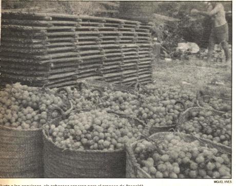 DIARI GATER DE 30 ANYS (1987-2016) -26 d'agost, 1988 (i II)-