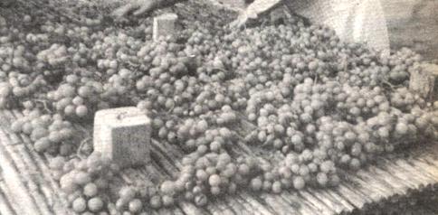 DIARI GATER DE 30 ANYS (1987-2016) -11 a 30 de novembre, 1988-