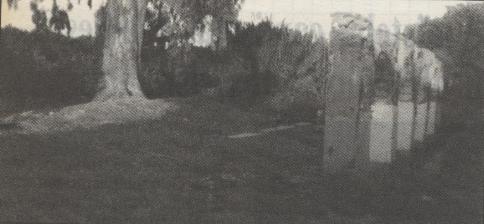 DIARI GATER DE 30 ANYS (1987-2016) -8 de febrer, 1989-