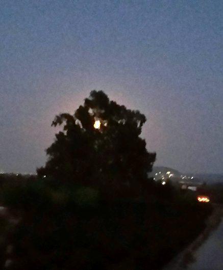 IMATGES CURIOSES: la lluna plena dins l'arbre de La Rana