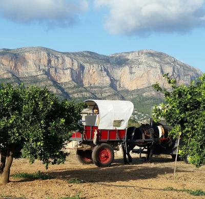 IMATGES CURIOSES: De nou, la natura, el campi darrere el Montgó