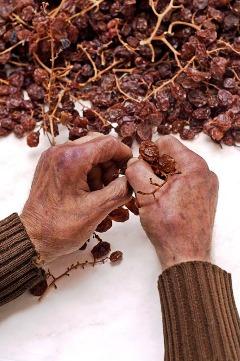 EL BLOG GASTRONÒMIC AL FUM DE LA XIMENERA PARLA DE LA PANSA (Juan Salvador Gayá Sastre -Pedreguer- és el seu autor)