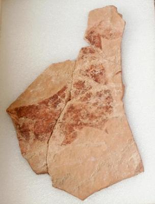 GATA OBRI LES PORTES DE LA SEUA COL·LECCIÓ MUSEOGRÀFICA MUNICIPAL (en el marc de la Fira Gata al Carrer 2016)