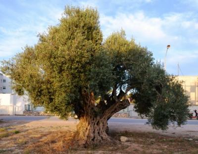 L'AJUNTAMENT DE GATA PREPARA LA SETMANA DE L'ARBRE