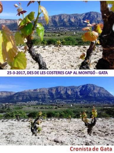 IMATGES CURIOSES: primavera, ceps, Montgó(Gata)