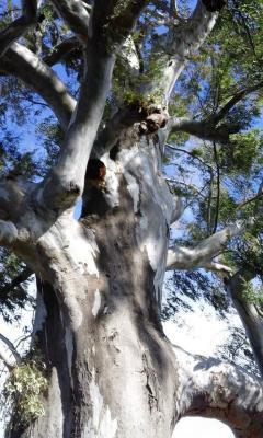 GATA CELEBRA EL DIA DE L'ARBRE EL DISSABTE DIA 3 DE FEBRER