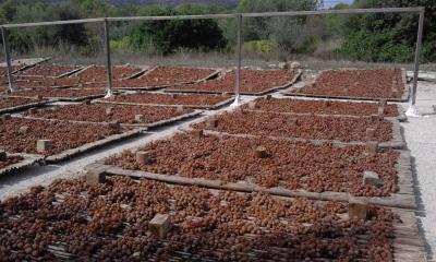 COSTUMS AGRÍCOLES TRADICIONALS: A GATA ENCARA ES FA PANSA