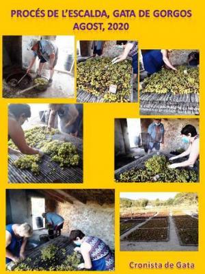 ESCALDAR. COSTUM TRADICIONAL AGRÍCOLA DELS ESTIUS DE GATA, JA QUASI DESAPAREGUT: FER PANSA (REPORTATGE AMB LA FAMÍLIA GRIMALT) (part I)