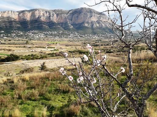 EL GUARDIÀ DEL MONTGÓ, HUI 30 DE GENER: ELS AMETLERS COMENCEN A FLORIR, DES DE LES COSTERES DE GATA