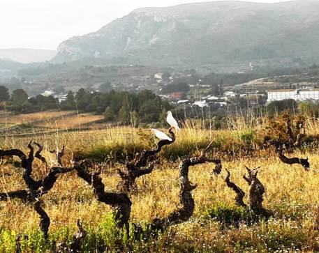 IMATGES CURIOSES: ELS COLOMS POSANT DAMUNT ELS BROTADORS DELS CEPS (Partida Ecles, Gata)