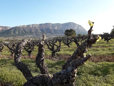 EL GUARDIÀ DEL MONTGÓ: BROTEN ELS CEPS, DIES BONICS DE MARÇ