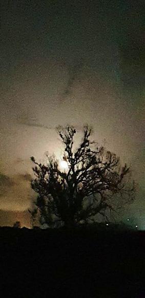 LA LLUNA DE SETMANA SANTA BÉ MEREIX UN POEMA AL CALIU DE L'ARBRE DE LA RANA (Poesia: Antonio Monfort)