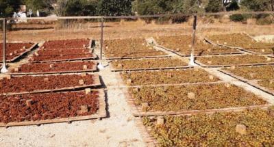 TORNA EL VELL COSTUM AGRÍCOLA D'ESCALDAR I FER PANSA. A Gata es resisteix a desaparéixer