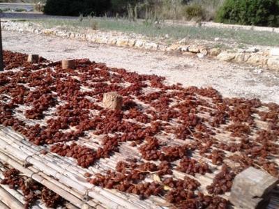 EL VELL COSTUM AGRÍCOLA DE L'ESCALDÀ. 2.- EL RAÏM ES FA PANSA