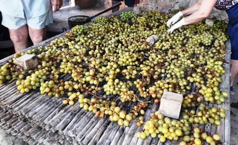 EL VELL COSTUM AGRÍCOLA DE L'ESCALDÀ: 4.- ESCAMPAR EL RAÏM