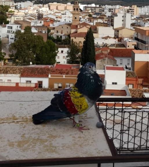 MIRADES URBANES: DES DE L'ALCOLAIA, EL MILLOR COLOM DEL CONCURS DE NADAL GATER: JANUZAJ DE PAU FORNÉS