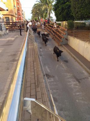 FESTES PATRONALS GATA 2022: JA S'HA INAUGURAT EL CORRO DELS BOUS. Aquest matí, primera i típica entrà