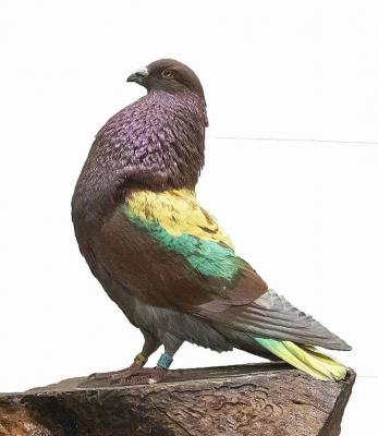 EL COLOM SANTA DE TRES JOVES COLOMBAIRES GATERS ASPIRA AL MÀXIM DEL NACIONAL. La competició és a El Algar, Cartagena fins el 22 d'abril